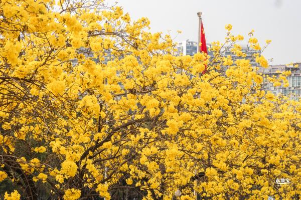 黄花风铃林