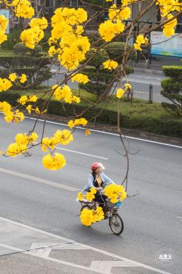 黄花风铃林
