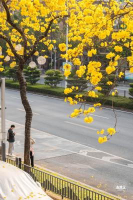 黄花风铃林