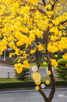 黄花风铃林