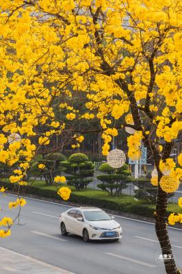 黄花风铃林