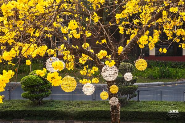 黄花风铃林