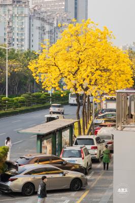 黄花风铃林