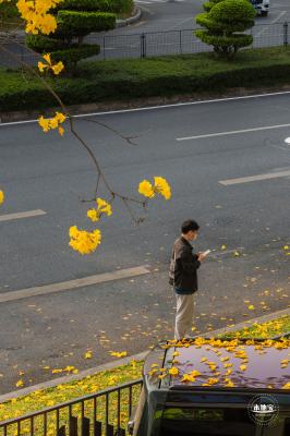 黄花风铃林