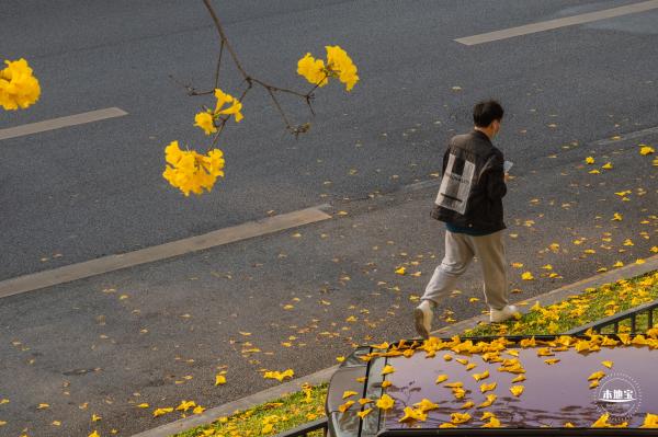 黄花风铃林