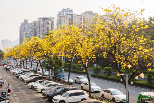 黄花风铃林