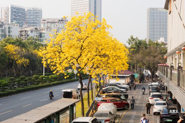 黄花风铃林