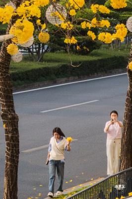 黄花风铃林