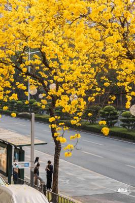 黄花风铃林