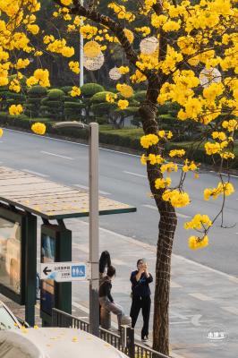 黄花风铃林