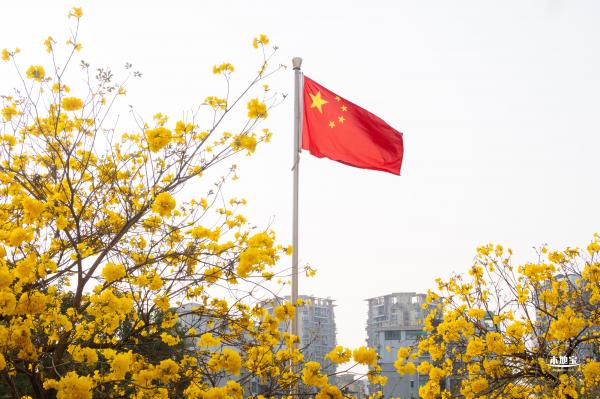 黄花风铃林