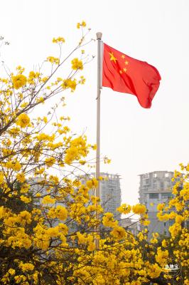 黄花风铃林