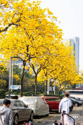 黄花风铃林