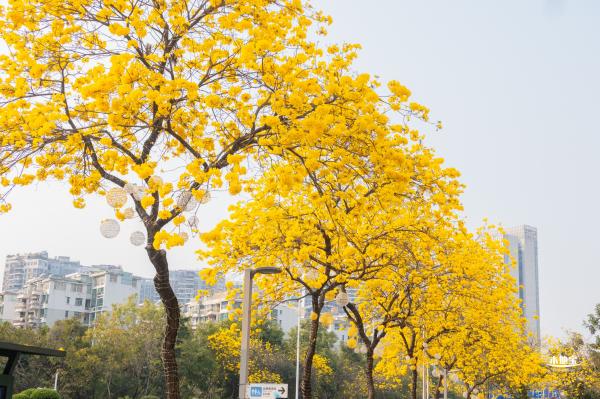 黄花风铃林