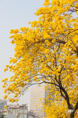 黄花风铃林