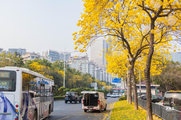 黄花风铃林