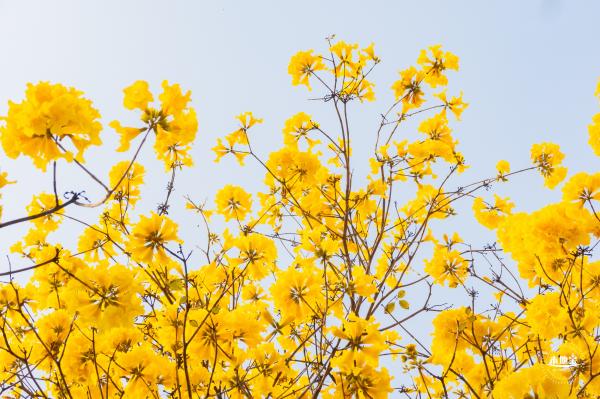 黄花风铃林