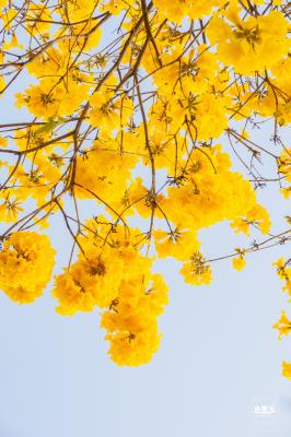 黄花风铃林