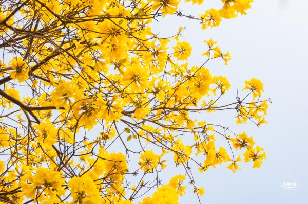 黄花风铃林