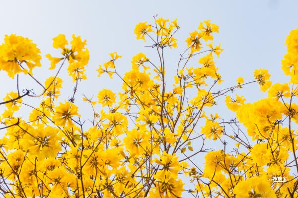 黄花风铃林
