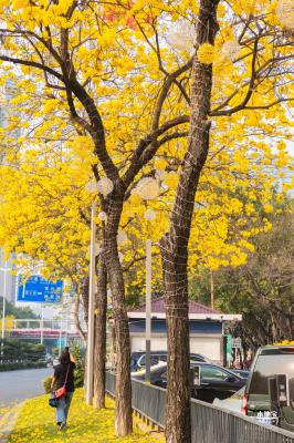 黄花风铃林