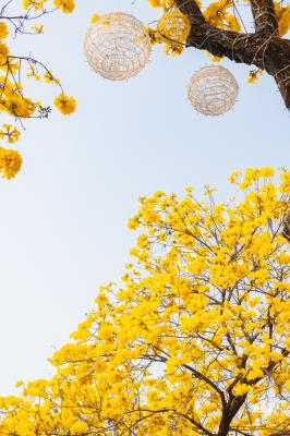 黄花风铃林