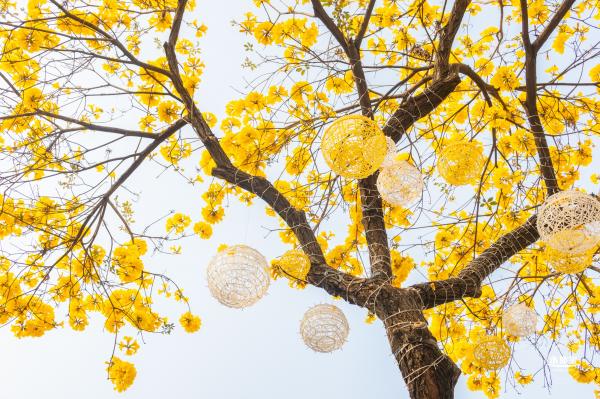 黄花风铃林