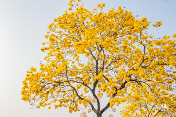 黄花风铃林