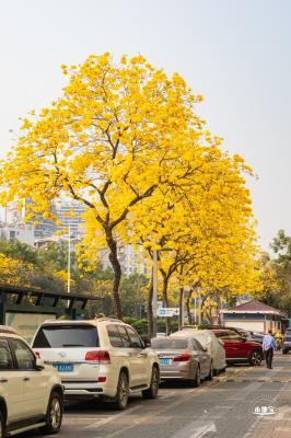 黄花风铃林