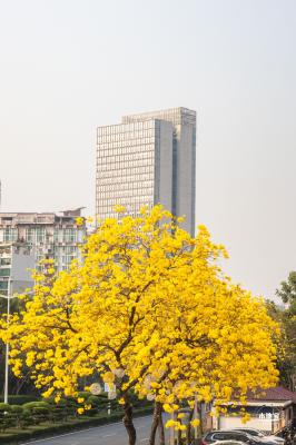 黄花风铃林