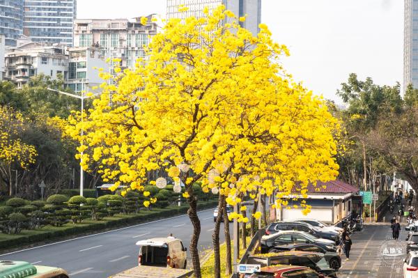 黄花风铃林