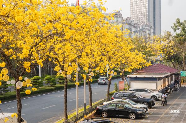 黄花风铃林