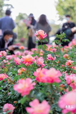 2023深圳月季花展