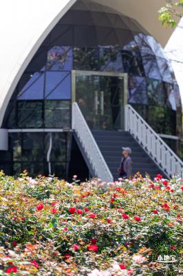 2023深圳月季花展