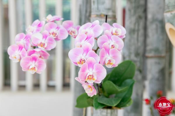 2023深圳月季花展