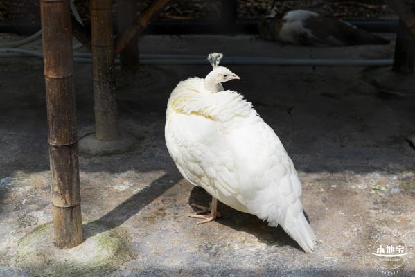 东湖趣味动物苑
