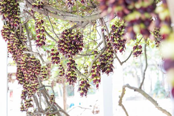 东湖公园禾雀花