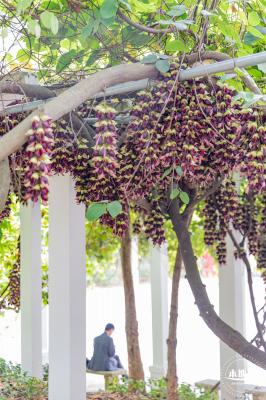 东湖公园禾雀花