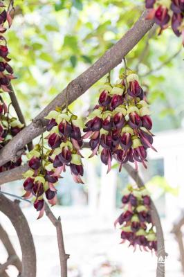 东湖公园禾雀花