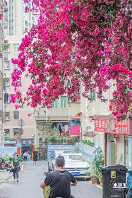 莲塘村簕杜鹃