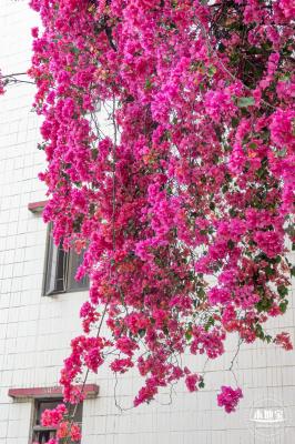 莲塘村簕杜鹃