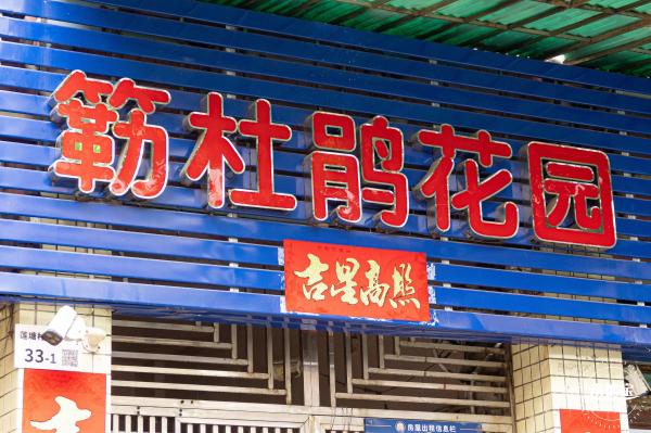 莲塘村簕杜鹃