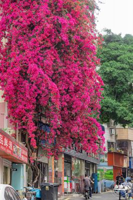 莲塘村簕杜鹃