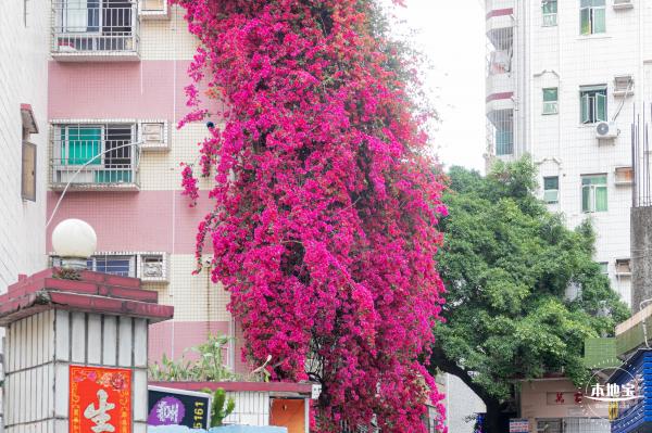 莲塘村簕杜鹃