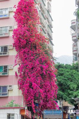 莲塘村簕杜鹃