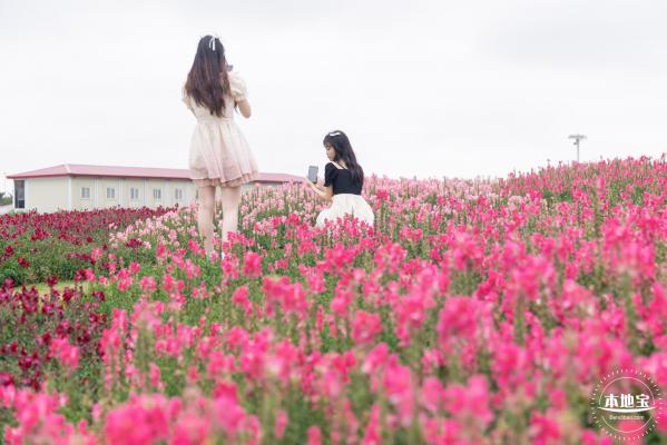 海边公园金鱼草