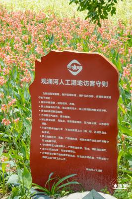观澜河湿地美人蕉