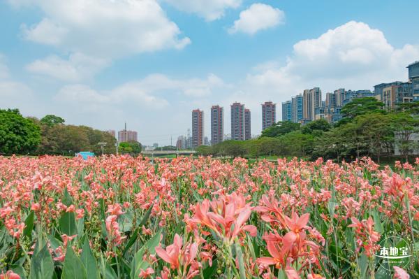 观澜河湿地美人蕉