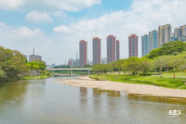 观澜河湿地美人蕉