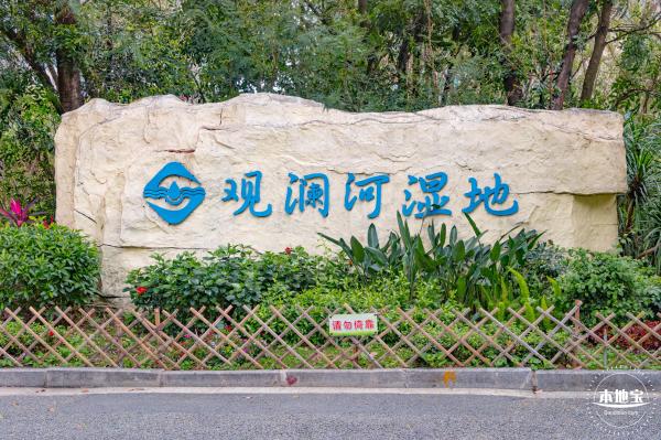 观澜河湿地美人蕉